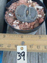 Load image into Gallery viewer, Lithops Assorted Living Mesemb Variety Stones Rock Mini Multi Lot Hookeri Lot #3
