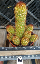 Load image into Gallery viewer, Mammillaria elongata Freely Clumping Tubular Red Spine Cactus
