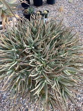 Load image into Gallery viewer, Aloe ramosissima Dwarf Caudex Bush Extra Large in 24 inch Box Planter
