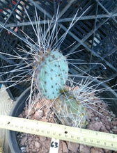 Load image into Gallery viewer, Opuntia macrocentra Extra Long Spines Cold Hardy Cactus Whole Plant
