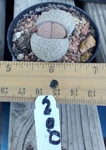 Load image into Gallery viewer, Lithops Assorted Living Mesemb Variety Stones Rock Mini Multi Lot Hookeri Lot #4
