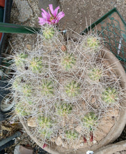 Load image into Gallery viewer, Echinocereus enneacanthus Lavender Flowers Super Clumps Cactus Cold Hardy SL
