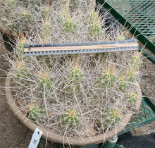 Load image into Gallery viewer, Echinocereus enneacanthus Lavender Flowers Super Clumps Cactus Cold Hardy LS

