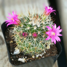 Load image into Gallery viewer, Mammillaria nuesii Pin Cushion Cactus Pink Flowers 39
