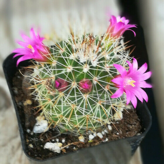 Mammillaria nuesii Pin Cushion Cactus Pink Flowers 39