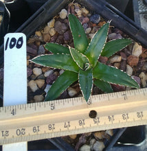 Load image into Gallery viewer, Agave victoria reginae Queen of Agaves Compact Form
