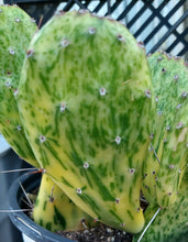 Load image into Gallery viewer, Opuntia cochenillifera variegated 1 Pad Prickly Pear
