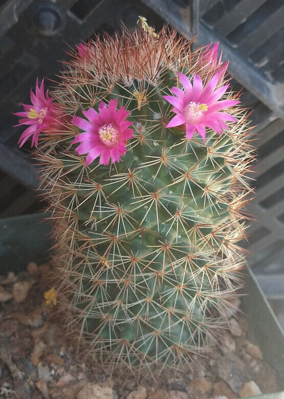 mammillaria pink flowers Mammillaria spinosissima Cylindrical Pin Cushion Cactus Pink Flowers 50