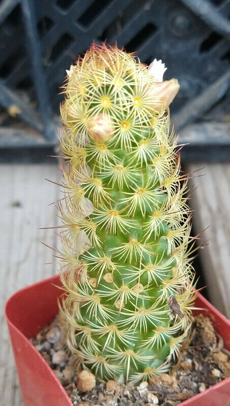 Mammillaria elongata Freely Clumping Tubular Red Spine Cactus –  cactusbylin.com