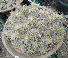 Load image into Gallery viewer, Echinocereus enneacanthus Lavender Flowers Super Clumps Cactus Cold Hardy ML
