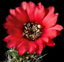 Load image into Gallery viewer, Echinopsis crassicaulis Massive Clumping Very Large Red Flowers 75
