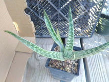 Load image into Gallery viewer, Aloe variegata Trunkless Tiger Heat and Frost Tolerant Succulent 76
