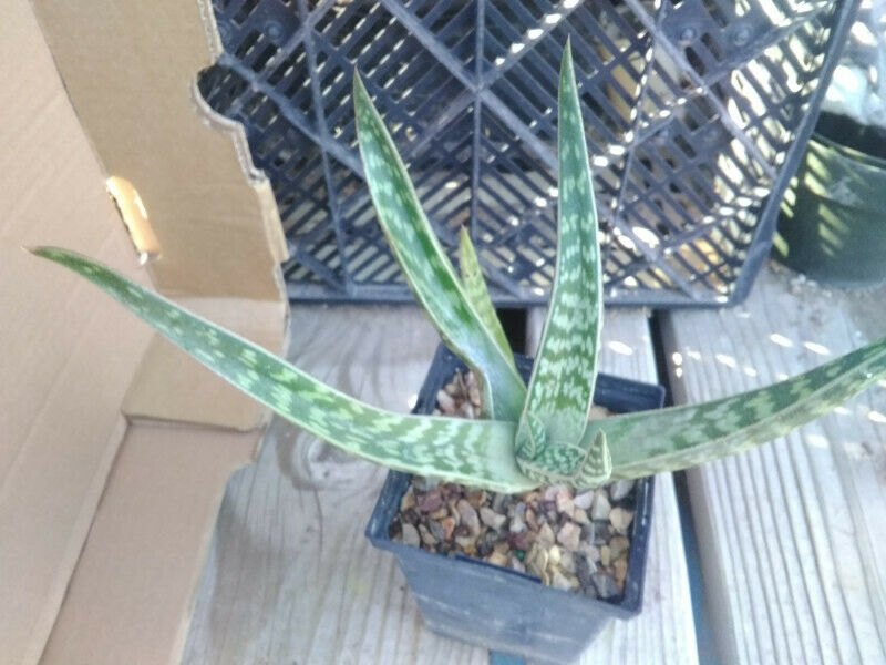 Aloe variegata Trunkless Tiger Heat and Frost Tolerant Succulent 76