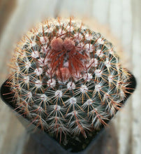 Load image into Gallery viewer, Notocactus schlosseri Bronze Symmetry Globular Cactus 11
