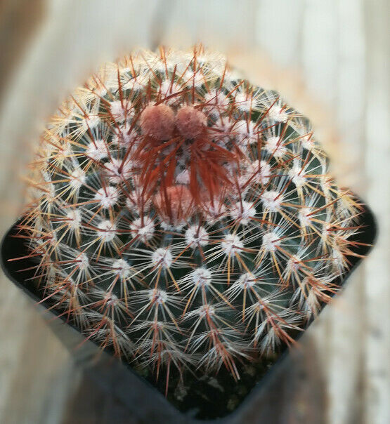 Notocactus schlosseri Bronze Symmetry Globular Cactus 11