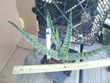 Load image into Gallery viewer, Aloe variegata Trunkless Tiger Heat and Frost Tolerant Succulent 76

