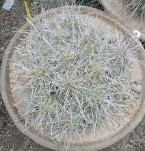 Load image into Gallery viewer, Echinocereus enneacanthus Lavender Flowers Super Clumps Cactus Cold Hardy MS
