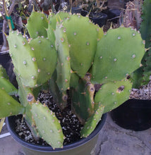 Load image into Gallery viewer, Opuntia cv. Desert Ace Medium Round Green Pads Minimal Spines 1 Pad
