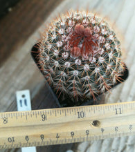 Load image into Gallery viewer, Notocactus schlosseri Bronze Symmetry Globular Cactus 11
