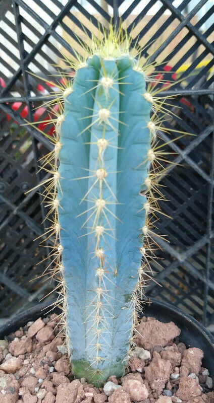 san pedro blue torch cactus Pilosocereus azureus Blue Torch Cactus 3 Sizes to Choose From