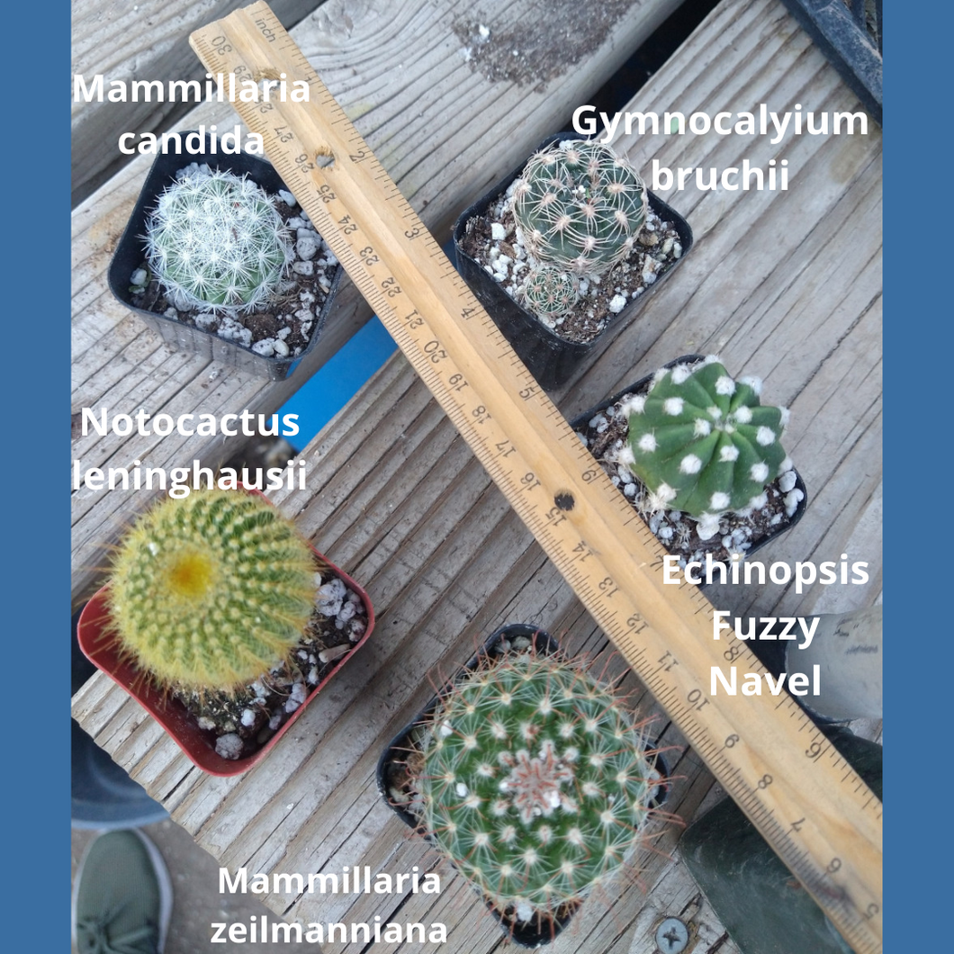 Cactus Dish Garden Assortment With Names Five Different Species 1