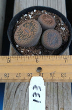 Load image into Gallery viewer, Lithops Assorted Living Mesemb Variety Stones Rock Mini Multi Lot Hookeri Lot #1
