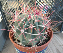 Load image into Gallery viewer, Ferocactus gracilis coloratus Bright Red Spines Cactus Specimens
