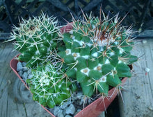 Load image into Gallery viewer, Mammillaria nejapensis Light Tan Drooping Spines Cactus
