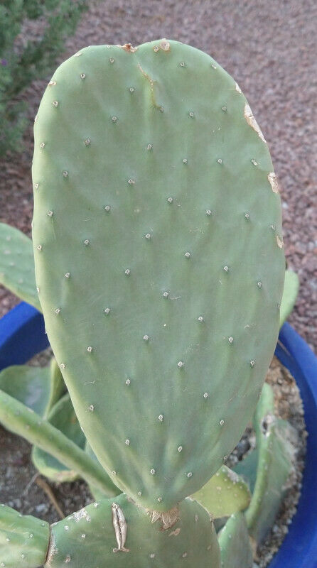 Opuntia Ficus Indica Large No Spine Pad Edible Stir Fry Onion and Garlic Healthy