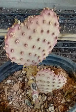 Load image into Gallery viewer, Opuntia macrocentra cv. Pinta Rita Sturdy Deep Purple Cold Hardy Whole Plants
