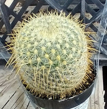 Load image into Gallery viewer, Mammillaria celsiana Splitting Heads Pincushion Cactus Pink Flowers 2
