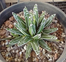 Load image into Gallery viewer, Agave victoria reginae Queen of Agaves Compact Form 53
