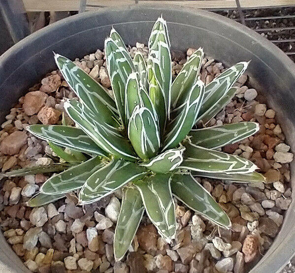 Agave victoria reginae Queen of Agaves Compact Form 53