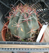 Load image into Gallery viewer, Ferocactus gracilis coloratus Bright Red Spines Cactus Specimens
