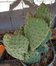 Load image into Gallery viewer, Opuntia Pina Colada Bi-Colored Flowers Beauty Cold Hardy Cactus 1 Pad
