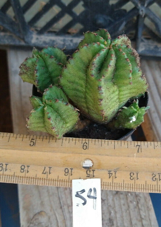 Euphorbia anoplia Mini Club Head Stems Massive Clumper Succulent Plant 54