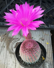Load image into Gallery viewer, Echinocereus pectinatus rubrispinus Hedgehog Cactus Large  Pink Flowers 1
