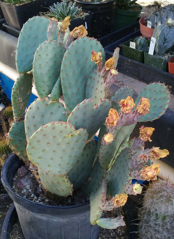 blue prickly pear cactus Opuntia cv. Durango Spineless Blue Pink Flowers Cactus 1 Pad – cactusbylin.com