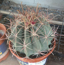Load image into Gallery viewer, Ferocactus wislizenii Fish Hook Barrel Long Red Spines Great Flowers Cactus 14
