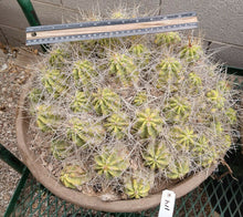 Load image into Gallery viewer, Echinocereus enneacanthus Lavender Flowers Super Clumps Cactus Cold Hardy SL
