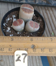 Load image into Gallery viewer, Lithops Assorted Living Mesemb Variety Stones Rock Mini Multi Lot Hookeri Lot #5
