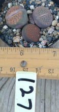 Load image into Gallery viewer, Lithops Assorted Living Mesemb Variety Stones Rock Mini Multi Lot Hookeri Lot #2
