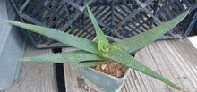 Load image into Gallery viewer, Aloe aff. saponaria Healthy Green Rosette Freely Offsetting 155
