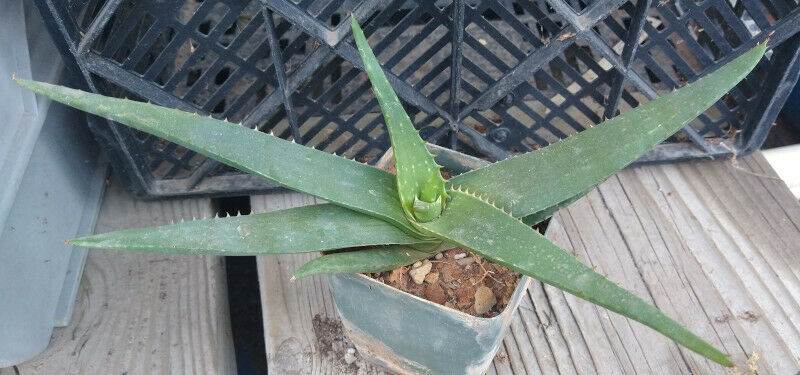 Aloe aff. saponaria Healthy Green Rosette Freely Offsetting 155