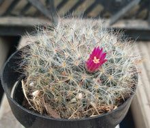 Load image into Gallery viewer, Mammillaria bombycina Fuzz Ball Cactus Dark Pink Flowers 1
