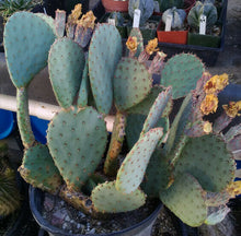Load image into Gallery viewer, Opuntia cv. Durango Spineless Blue Pink Flowers Cactus 1 Pad
