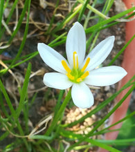 Load image into Gallery viewer, Zephyranthes treatiae Florida Native Fall White Flowers Grass Bulb Plant 6 Bulbs
