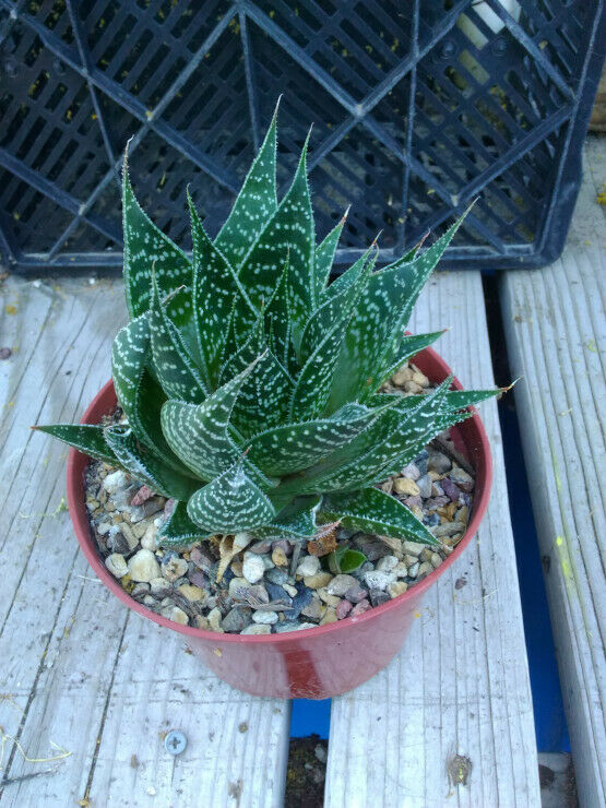 Aloe Gasteria Gasteraloe Fat Deltoid Leaves Many Offsets Succulent 271