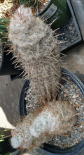 Load image into Gallery viewer, Oreocereus trollii Old Man Beard Cactus Columnar Basal Stems Large 136
