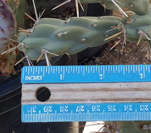 Load image into Gallery viewer, Cylindropuntia fulgida Chain Fruit Cholla Cactus 1 Section

